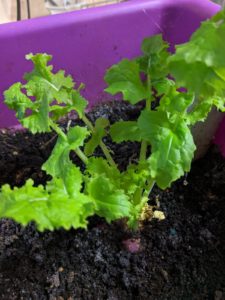 Replanted fennel